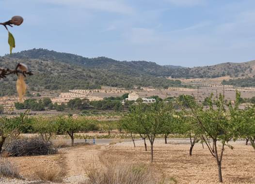Land - Herverkoop  - Algueña - Inland