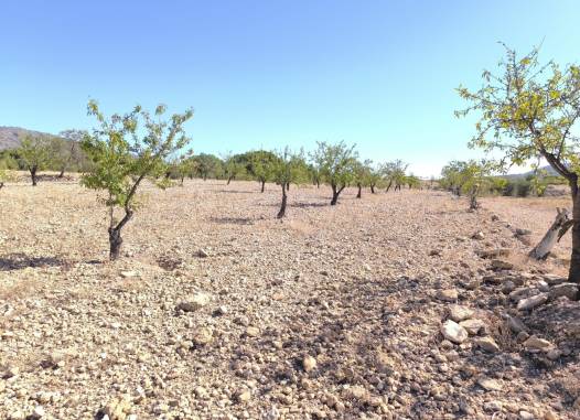 Land - Herverkoop  - Monóvar/Monóver - Inland