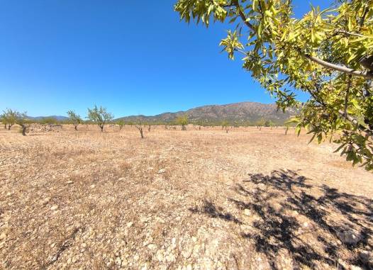 Land - Herverkoop  - Monóvar/Monóver - Inland