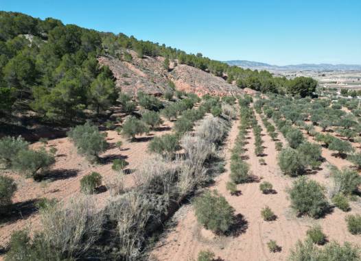 Land - Herverkoop  - Pinoso - Inland