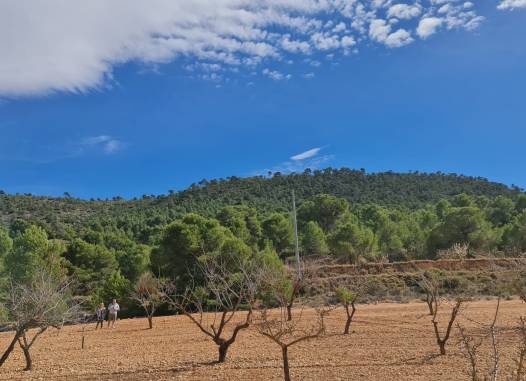 Land - Herverkoop  - Pinoso - Inland