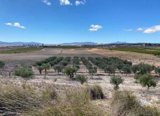 Land - Herverkoop  - Pinoso - Inland