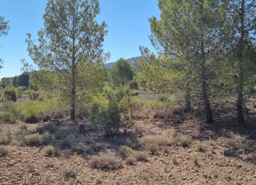 Land - Перепродажа - Casas Del Señor - Inland