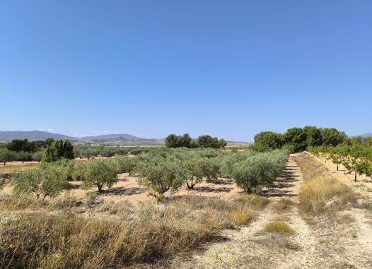 Land - Перепродажа - Monóvar/Monóver - Inland