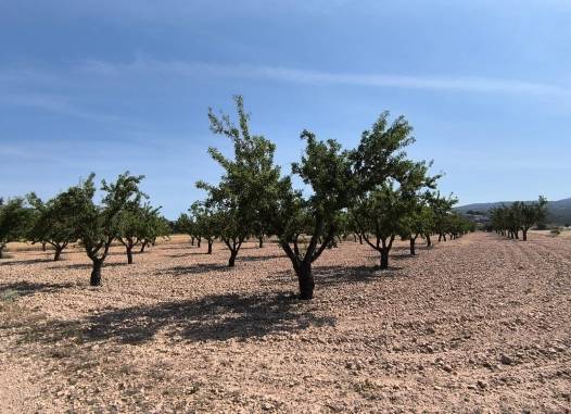 Land - Перепродажа - Monóvar/Monóver - Inland
