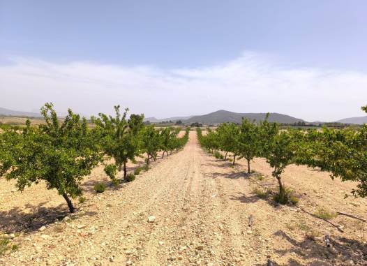 Land - Перепродажа - Pinoso - Inland
