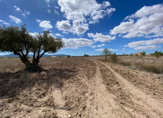 Land - Перепродажа - Pinoso - Inland