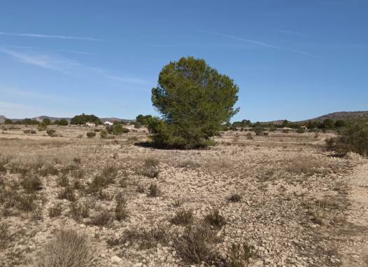 Land - Resale - Salinas - Inland