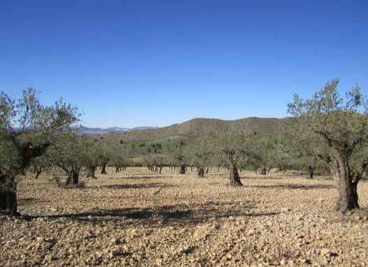 Land - Resale - Villena - Inland