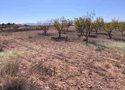 Land - Revente - Pinoso - Inland