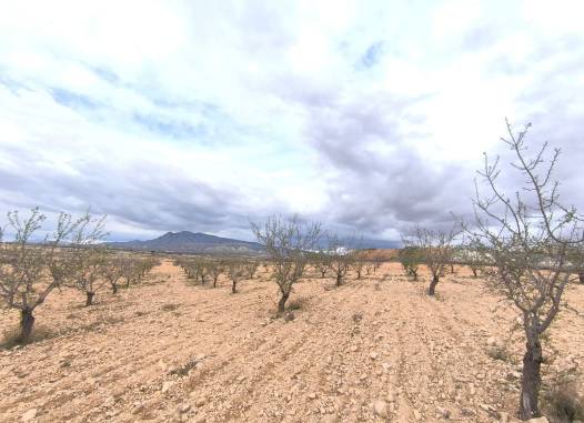 Land - Revente - Pinoso - Inland
