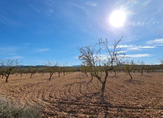 Land - Revente - Pinoso - Inland
