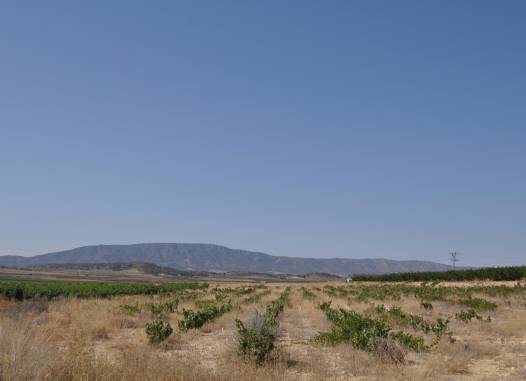 Land - Revente - Pinoso - Inland