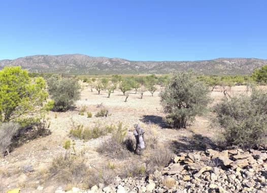 Land - Salg - Monóvar/Monóver - Inland
