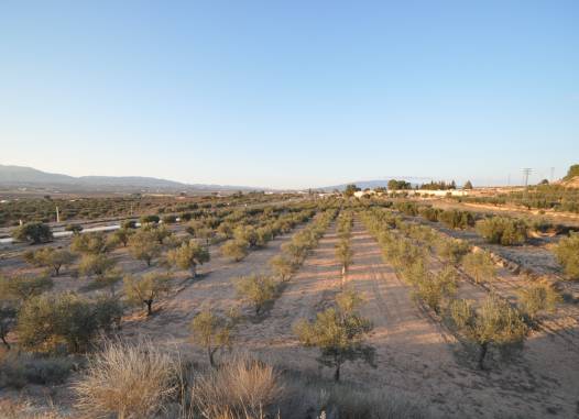 Land - Salg - Pinoso - Inland