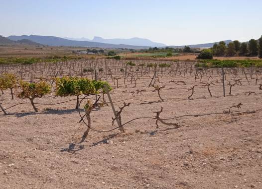 Land - Salg - Pinoso - Inland