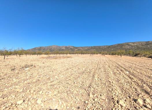 Land - Venta - Monóvar/Monóver - Inland