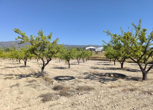 Land - Venta - Monóvar/Monóver - Inland