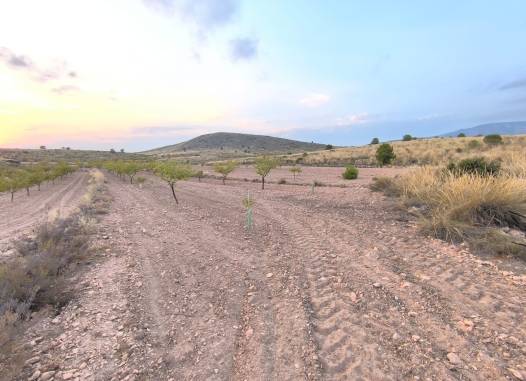 Land - Venta - Pinoso - Inland