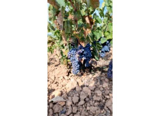 Land - Venta - Pinoso - Inland