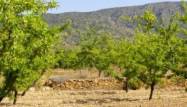 Nowy budynek - Villa - Pinoso - Culebron