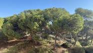 Obra nueva - Apartamento - Guardamar del Segura - Centro