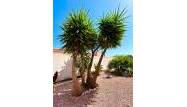 Odsprzedaż - Villa - Torrevieja - Costa Blanca
