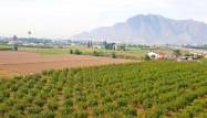 Перепродажа - Finca - Callosa de Segura - Inland