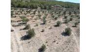 Перепродажа - Land - Pinoso - Inland