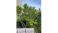 Перепродажа - Town House - Torrevieja - Punta Prima