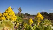 Resale - Finca - Benissa - Costa Blanca