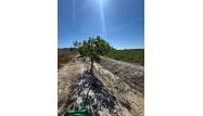 Resale - Finca - Granja de Rocamora