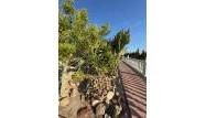 Resale - Villa - Albatera - Partida Lomas