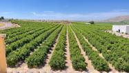 Resale - Wohnung - Algorfa - Inland