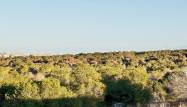 Revente - Town House - Torrevieja - Costa Blanca