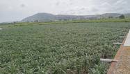 Salg - Country House - Orihuela - BUENA VIDA DESAMPARADOS