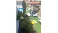 Salg - Town House - Orihuela Costa - Los Almendros-la Florida